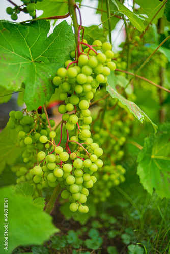 Wallpaper Mural green grapes in the garden Torontodigital.ca