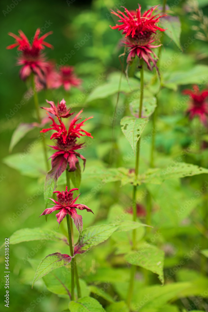 bee balm in the garden bee balm in the garden
