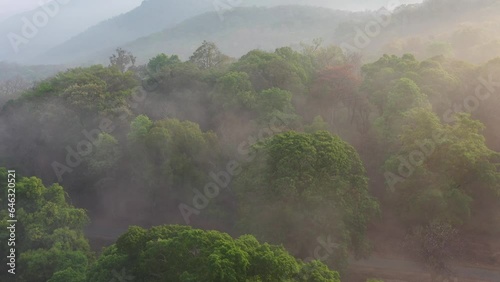Early morning forest western ghats