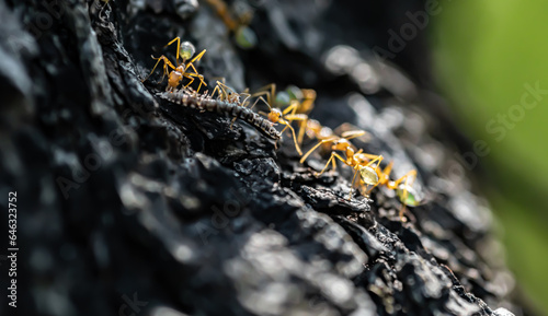 Obraz na płótnie Green Tree Ants Eating a Centipede