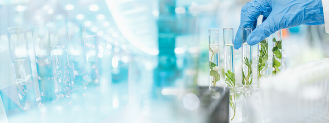 plant science laboratory research, biological chemistry test, green nature organic leaf experiment in test tube, scientist working in chemical medicine biotechnology or medical ecology lab technology
