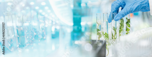 plant science laboratory research, biological chemistry test, green nature organic leaf experiment in test tube, scientist working in chemical medicine biotechnology or medical ecology lab technology