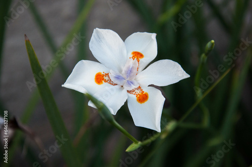 White flower with orange stamens and green leaves in the garden