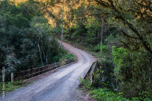 road in the woods in brazil