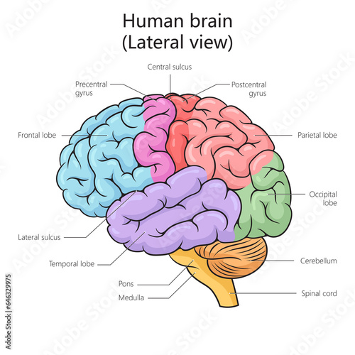 Human brain structure lateral view diagram schematic raster illustration. Medical science educational illustration