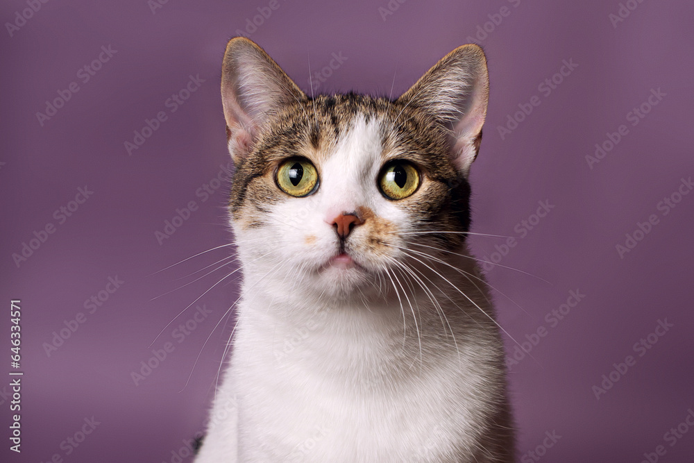 Portrait of a domestic white spotted cat, on a purple background, looking at the camera, centered, studio light, isolate, paste text