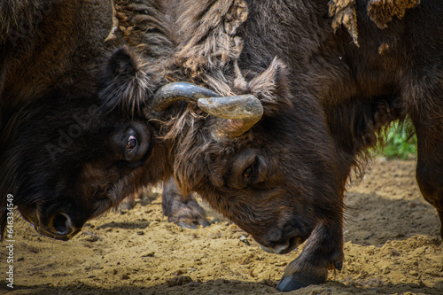 American bison fighting at the farm photo