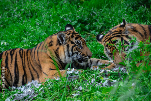 Bengal tiger cubs at the zoo playing in the grass