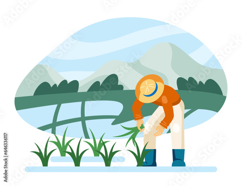 Professional man in uniform and protective hat working on rice plantation. Rice cultivation concept. Vector illustration in cartoon style in blue and green colors