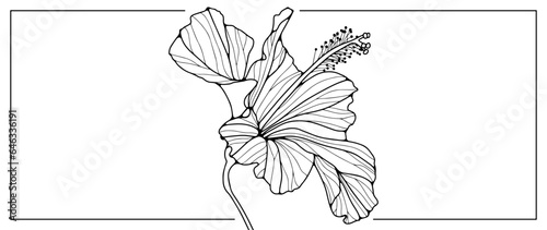 Black outline of a delicate hibiscus flower on a white background. Flower for coloring, decoration, creating various designs and patterns. Hand drawn flower drawing.