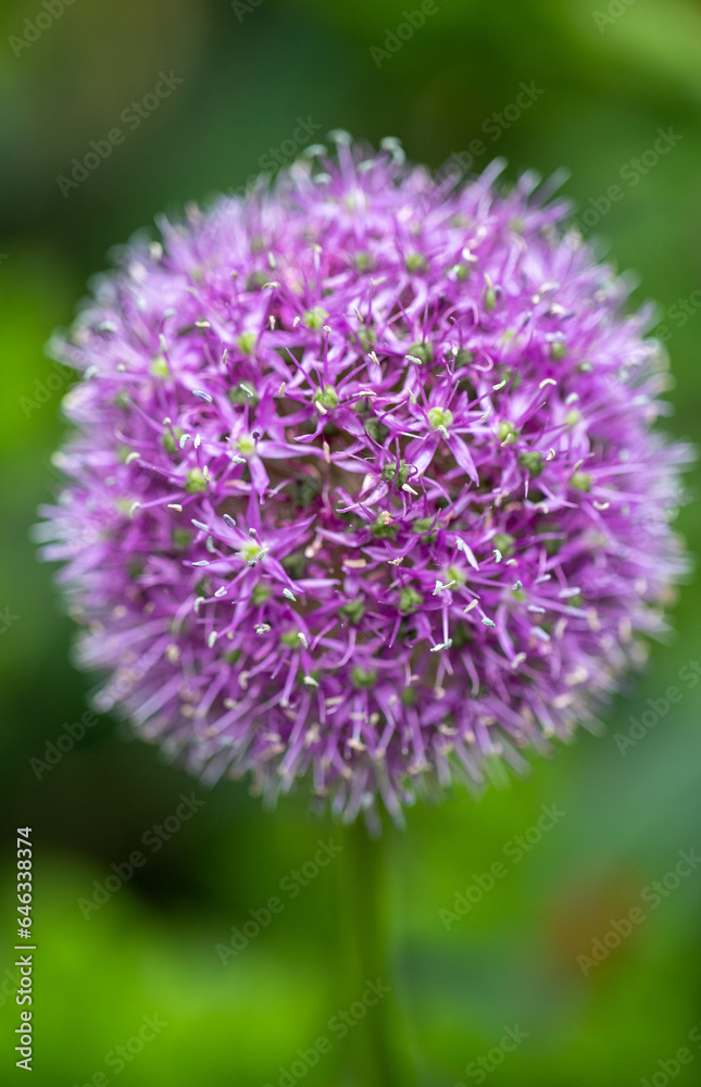 bright plants flowers in nature bright plants flowers in nature