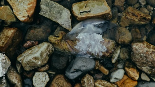 Ocean disaster. Large dead jellyfish Rhizostoma pulmo washed ashore at pebble wild beach. Concept of ecological and environmental pollution photo