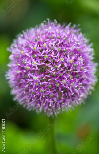 bright plants flowers in nature