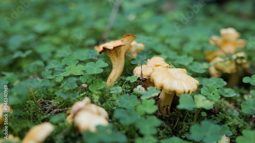Mushrooms in the Carpathian Mountains in autumn