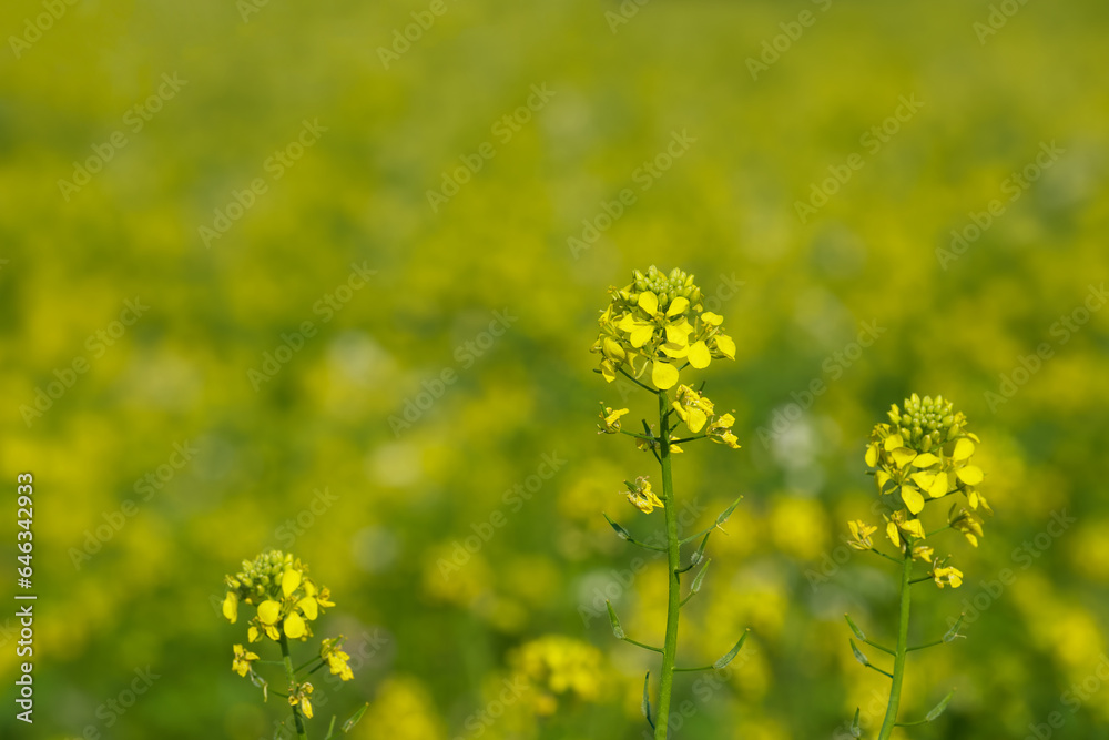 rapeseed blossom in the field rapeseed blossom in the field