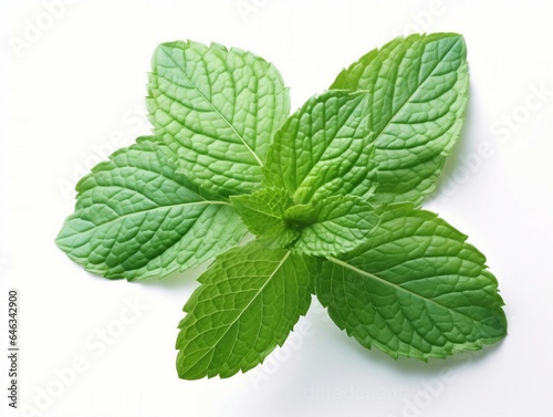 Fresh mint leaves on a white background