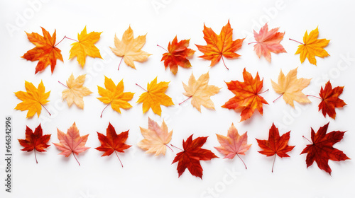 Isolated leaves. Collection of multicolored fallen autumn leaves isolated on white background.