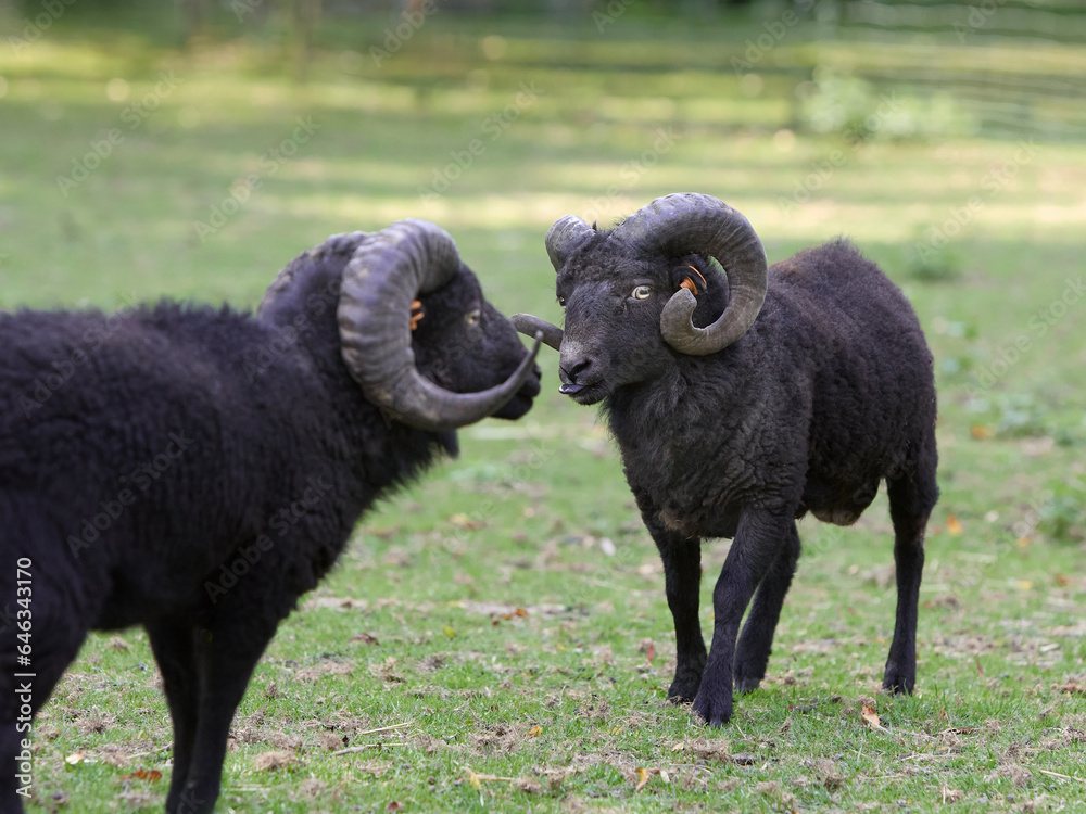 Two male ouessant sheep touching snouts Two male ouessant sheep touching snouts