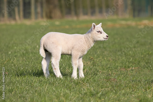 White lamb on meadow