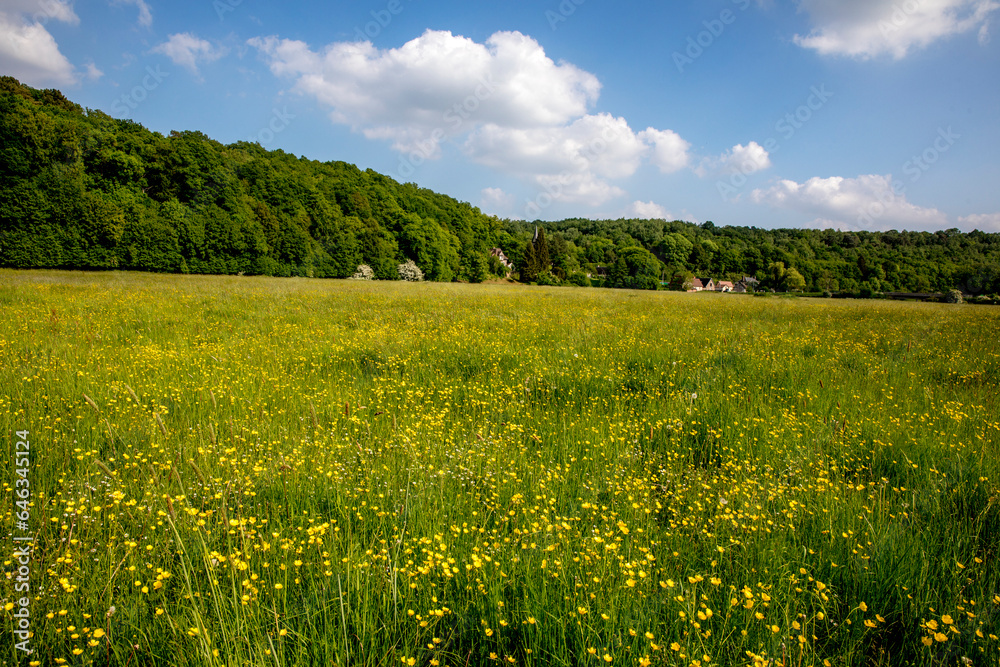 Field in spring, Eure, France.