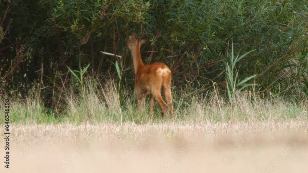one Roe deer fawn (Capreolus capreolus) walks along a field and eats leaves of a willow one Roe deer fawn (Capreolus capreolus) walks along a field and eats leaves of a willow