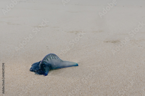Bluebottle at the beach on sand/Portugues man o'war  (Physalia physalis)