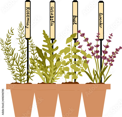 Popular culinary herbs, hand drawn vector illustration.  Herbal ingredients. Greens in pots with signs. Gardening concept. Vegetable garden in a garden pot.