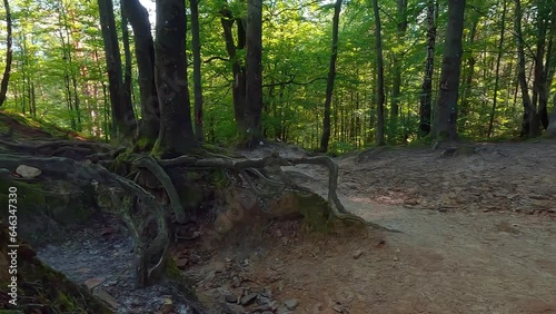Wallpaper Mural Huge tree roots in a deciduous forest. Picturesdque summer scene of dark woodland in Carpathian mountains, Ukraine, Europe. Beauty of nature concept background. 4K video (Ultra High Definition).. Torontodigital.ca