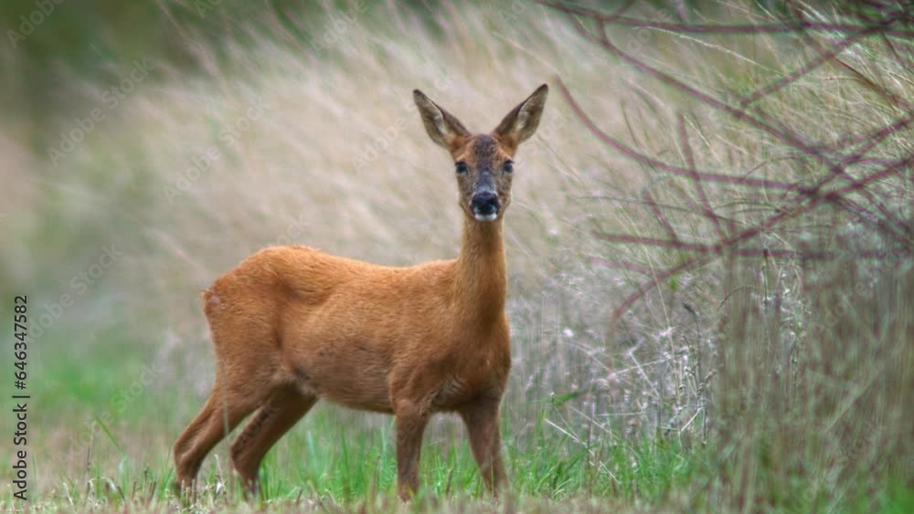 one Roe deer doe (Capreolus capreolus) walk along a edge of a harvested stubble field and eats one Roe deer doe (Capreolus capreolus) walk along a edge of a harvested stubble field and eats