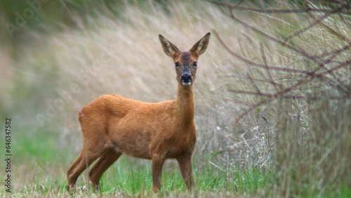 one Roe deer doe (Capreolus capreolus) walk along a edge of a harvested stubble field and eats
