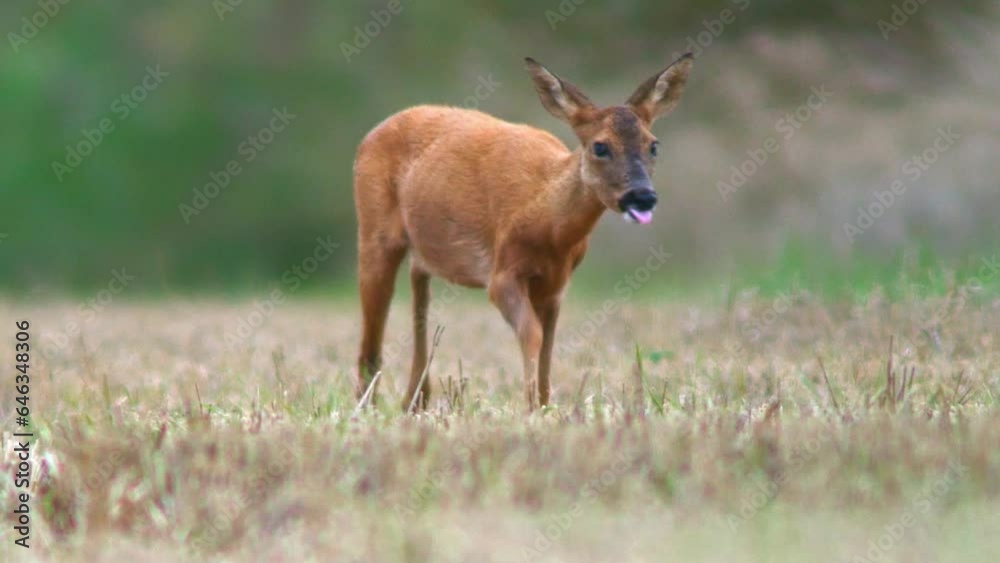 one Roe deer doe (Capreolus capreolus) standing on a harvested stubble field and eats one Roe deer doe (Capreolus capreolus) standing on a harvested stubble field and eats
