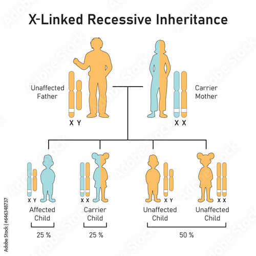 X-Linked Recessive Inheritance Concept Design. Vector illustration.