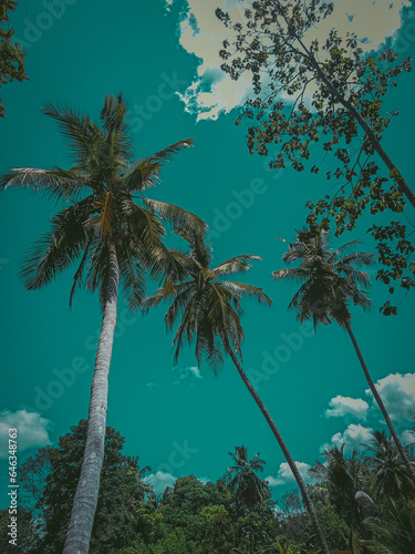 Sun-kissed coconut trees