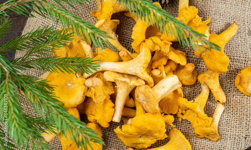 Delicious fresh raw chanterelle mushrooms on fabric top view. Forest mushrooms.