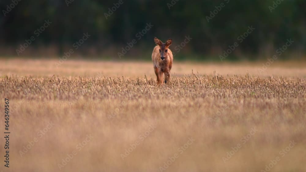 one Roe deer fawn (Capreolus capreolus) standing on a harvested stubble field and eats one Roe deer fawn (Capreolus capreolus) standing on a harvested stubble field and eats