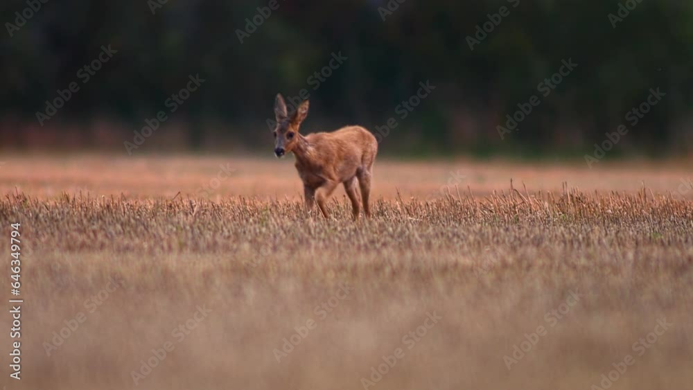 one Roe deer fawn (Capreolus capreolus) standing on a harvested stubble field and eats one Roe deer fawn (Capreolus capreolus) standing on a harvested stubble field and eats