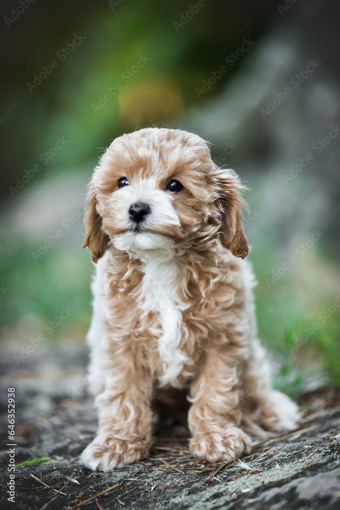 small maltipoo puppy outdoors in greenery and rocks small maltipoo puppy outdoors in greenery and rocks