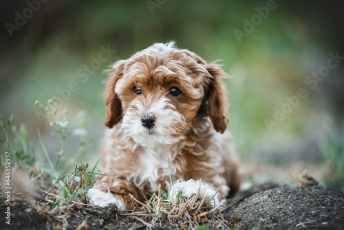small maltipoo puppy outdoors in greenery and rocks