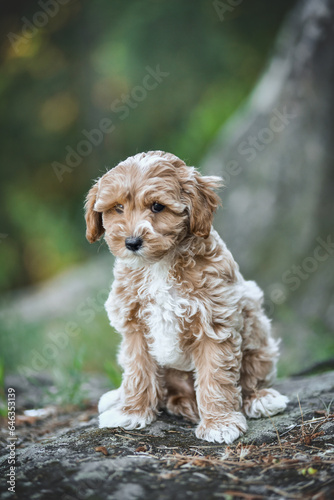 small maltipoo puppy outdoors in greenery and rocks © Александрина Демидко