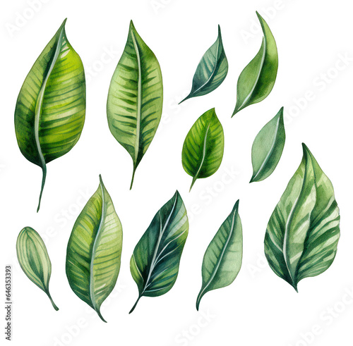 assortment of watercolour leaves on transparent png isolated background, generative ai