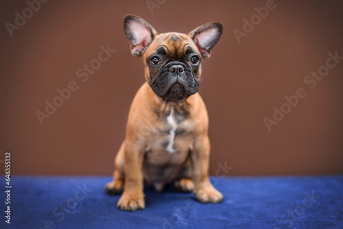 Fototapeta Naklejka Na Ścianę i Meble -  small French bulldog puppy on a brown background