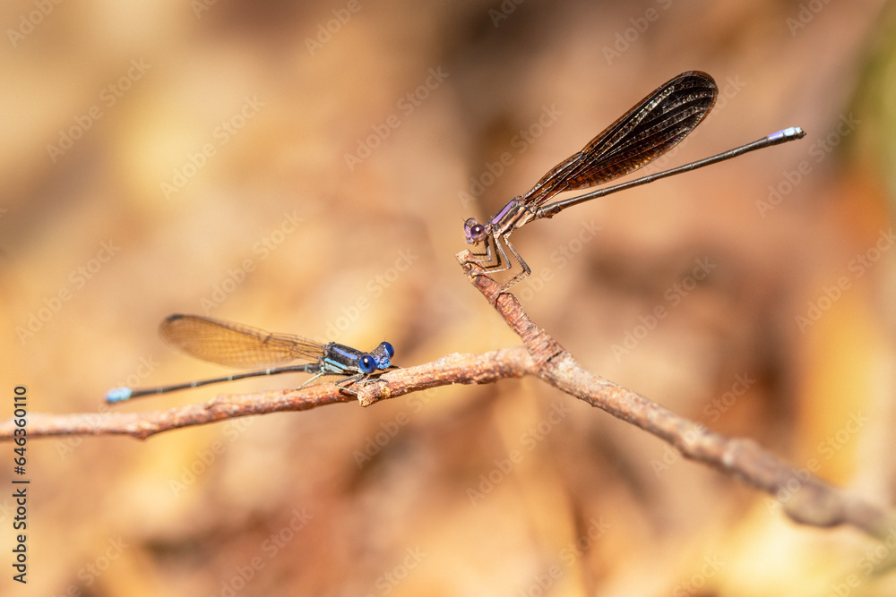 Two damselflies on a twig in Wingate Creek State Park, Florida Two damselflies on a twig in Wingate Creek State Park, Florida