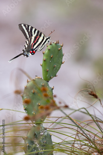 A zebra swallowtail (Eurytides marcellus) butterfly on a cactus in Wingate Creek State Park, Florida photo