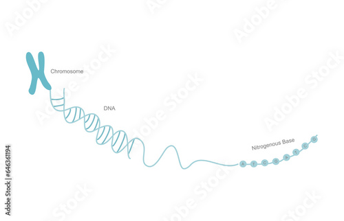 The concept picture of genetic material for inheritance of genetic information that shows chromosome , double stranded DNA and Nitrogenous base.