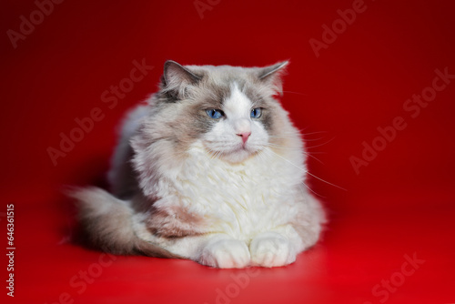  colorful ragdoll cat on a red background