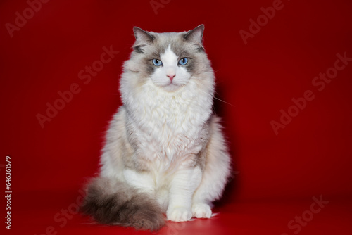  colorful ragdoll cat on a red background © Александрина Демидко