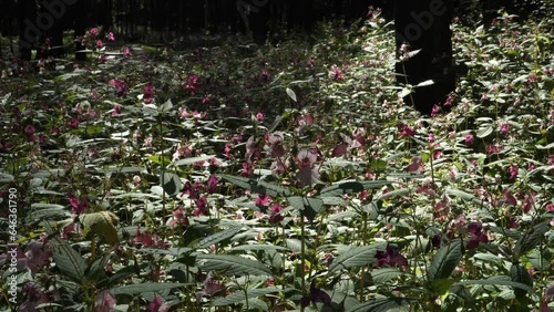 Plant invasion. The Himalayan balsam plant (Impatiens glandulifera) sample. This is one of the invasive species that has been included since 2017 in the list of Invasive Alien Species in Europe. photo