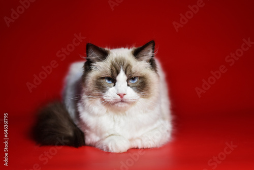  colorful ragdoll cat on a red background