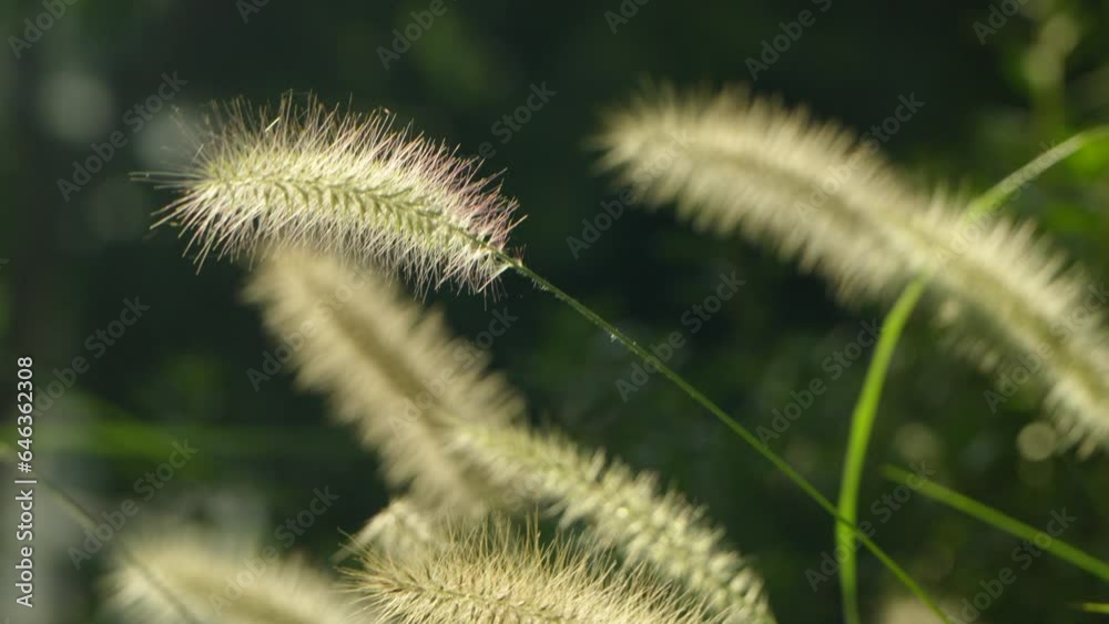 Purple-haired Fountaingrass under Golden Sunlight, Late Summer, South Korea, 4K Video Purple-haired Fountaingrass under Golden Sunlight, Late Summer, South Korea, 4K Video