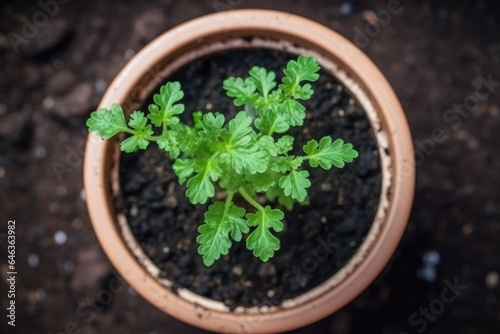 high angle shot of a seedling pot with young plants growing in soil